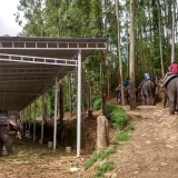 Carmelagiri Elephant Park Idukki 